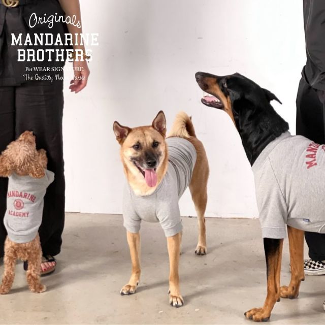 sweat & hoodie
.
2023aw
新作の中には、
スウェットやフーディーがたくさん❗️

今のこの時期から
春先まで着用できるカジュアルで
シンプルなデザイン。

小型犬から大型犬(一部中型犬までのサイズ)取り揃えております！

今年は残暑が少し長く続いておりますが、
オシャレは先取り!!‪·͜· 

#mandarine_brothers
#mandarinebrothers
#マンダリンブラザーズ
#mbstyle  #fashion
#dogs #キャリーバッグ 
#dogsofinstagram
#犬服 #犬 
#犬との暮らし #犬のいる生活
#お出かけ #おさんぽ
#新作 #秋冬 #スウェット #パーカー