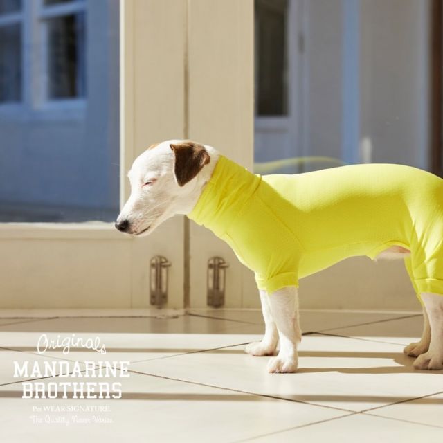 .
.
こらからの季節に大活躍な、
インセクトシールドスキンタイトスーツ✨

防虫に優れたウェアなんです❗️
今年は新色のイエローとピーチが仲間入り。

ハイネックの内側には保冷剤が入るポケット付きです。
サイズ展開も豊富。

伸縮性にも優れていて気持ちの良い生地です。

是非、チェックしてみてください😆

#mandarine_brothers
#mandarinebrothers
#マンダリンブラザーズ
#mbstyle  #fashion
#犬との暮らし #犬のいる生活
#お出かけ #インセクトシールド